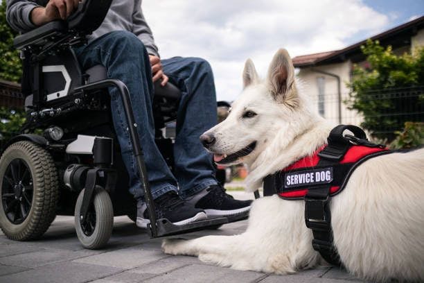 Can I get my service animal onboard the rented Mobii car?